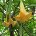 Golden Angel's Trumpet - Photo (c) Roberto Arreola Alemón, all rights reserved, uploaded by Roberto Arreola Alemón