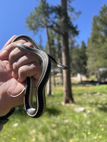 iNaturalist observation photo of Mountain Garter Snake