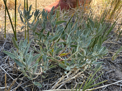 Wolf's saltweed (Atriplex wolfii)