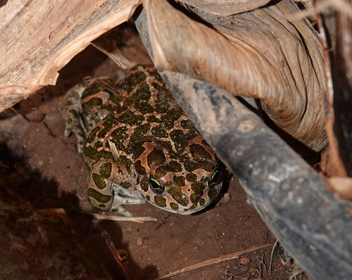 African Green Toad