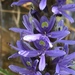 Pickerelweed - Photo (c) pietro1napls, all rights reserved