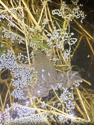 Powers Clawed Frog