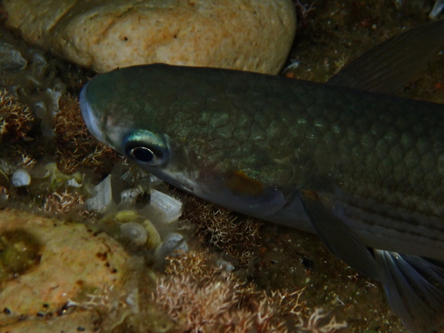 Golden Grey Mullet