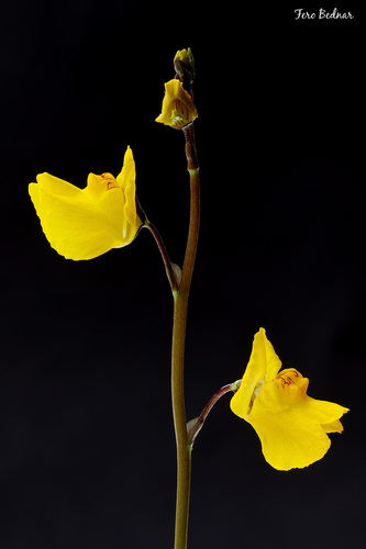 Utricularia vulgaris