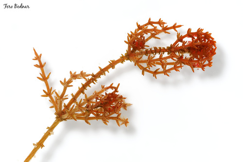 Chara tomentosa