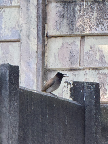 Common Bulbul