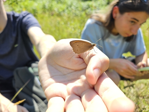 Meadow Brown