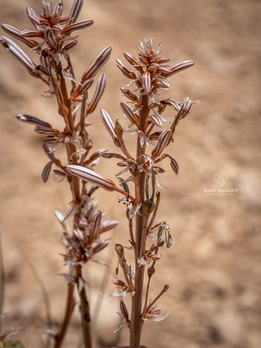 Asphodeline damascena