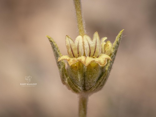Lebanon Ironwort