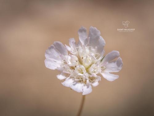 Silver Scabious