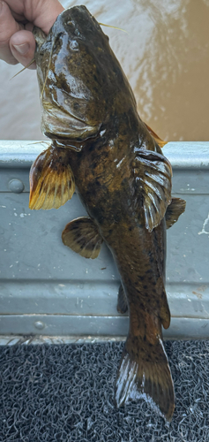 Bigmouth Bumblebee Catfish