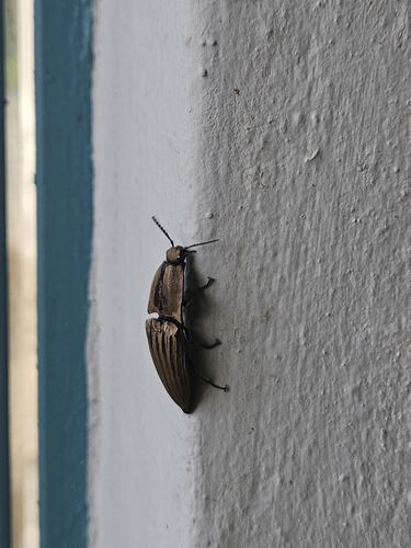 Chalcolepidius silbermanni