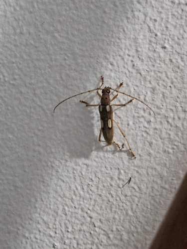 Eburia quadrimaculata