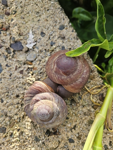 Puerto Rican Tree Snail