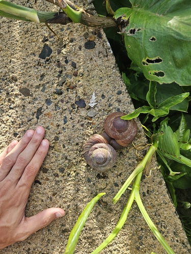 Puerto Rican Tree Snail