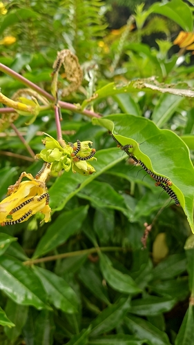Tetrio Sphinx