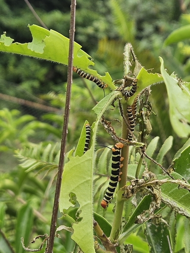 Tetrio Sphinx