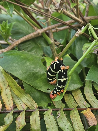 Tetrio Sphinx