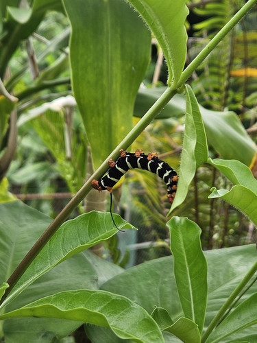 Tetrio Sphinx