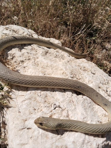 Eastern Montpellier Snake