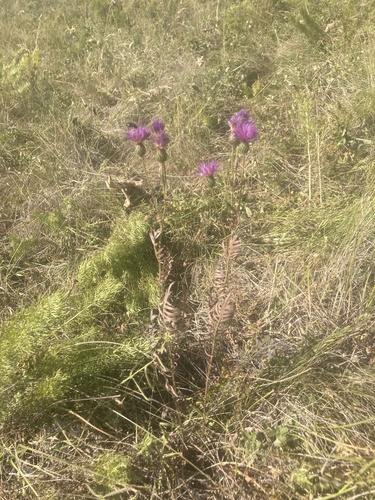 Cephalaria radiata