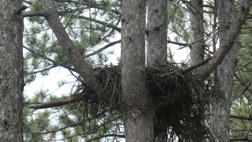 Black Stork
