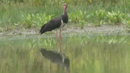 Black Stork