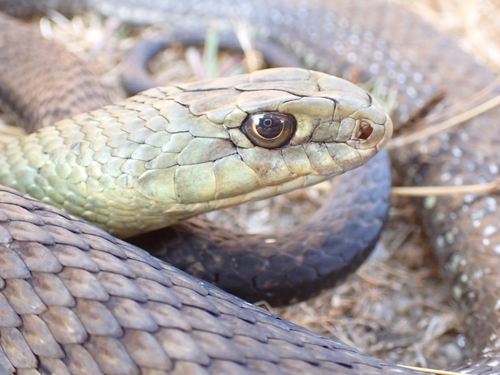 Western Montpellier Snake
