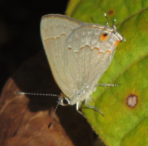Red-crescent Scrub-Hairstreak