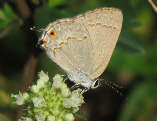 Red-crescent Scrub-Hairstreak