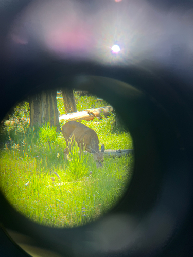 iNaturalist observation photo of Mule Deer