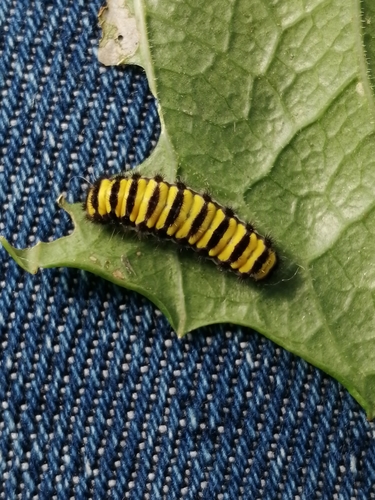 Grapeleaf Skeletonizer Moth