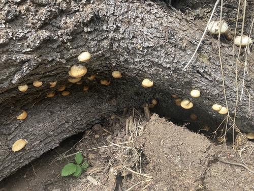 iNaturalist observation photo of Veiled Polypore