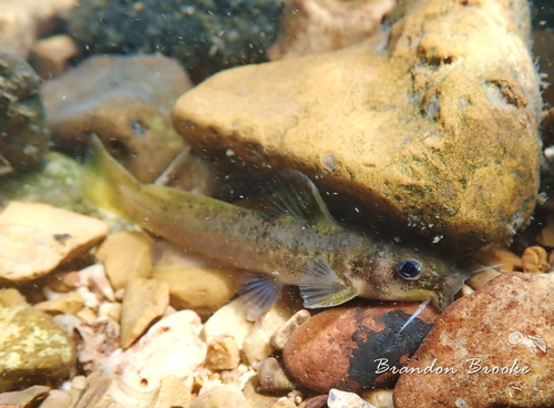 Ozark Madtom