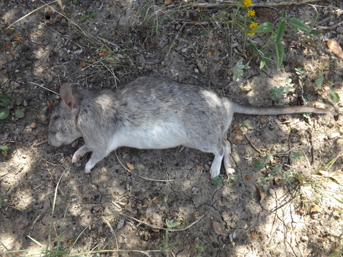 White-toothed Woodrat
