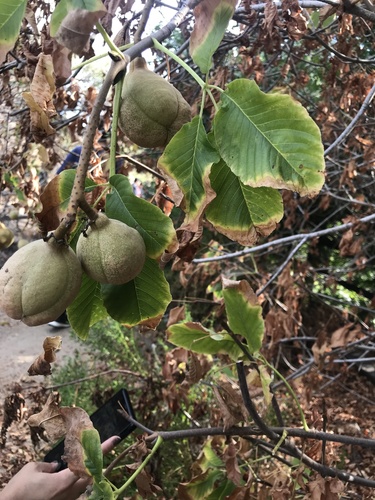 California Buckeye fruiting
