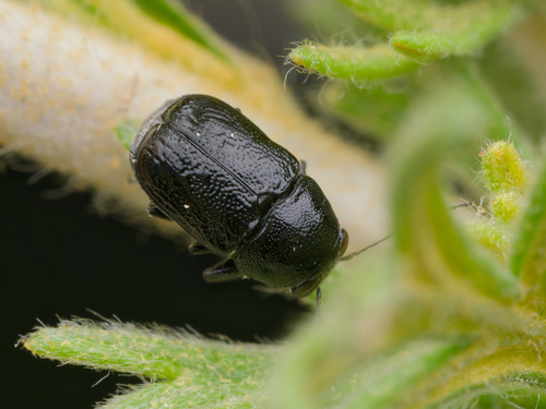 Pachybrachis subvittatus