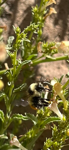 iNaturalist observation photo of Great Basin Bumble Bee