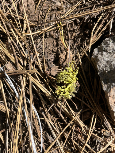 iNaturalist observation photo of Brown-eyed Wolf Lichen
