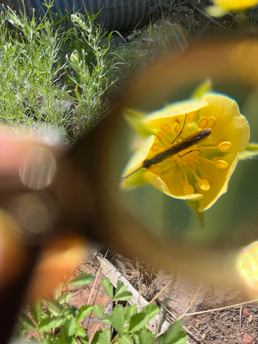 iNaturalist observation photo of Stem Sawflies