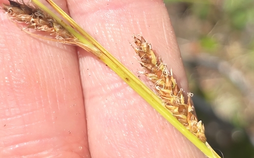 Carex klamathensis