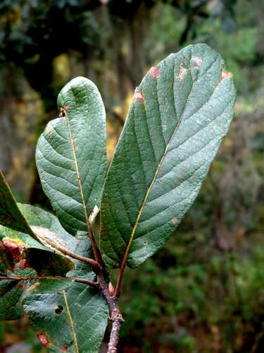 Quercus diversifolia