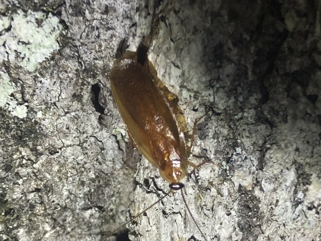 Pennsylvania Wood Cockroach from Nehantic Forest Trail, Salem, CT, US ...