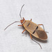 Two-spotted Cotton Stainer - Photo (c) Joseph Connors, all rights reserved, uploaded by Joseph Connors