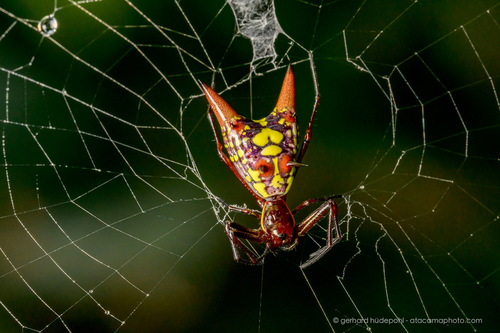 Micrathena sexspinosa
