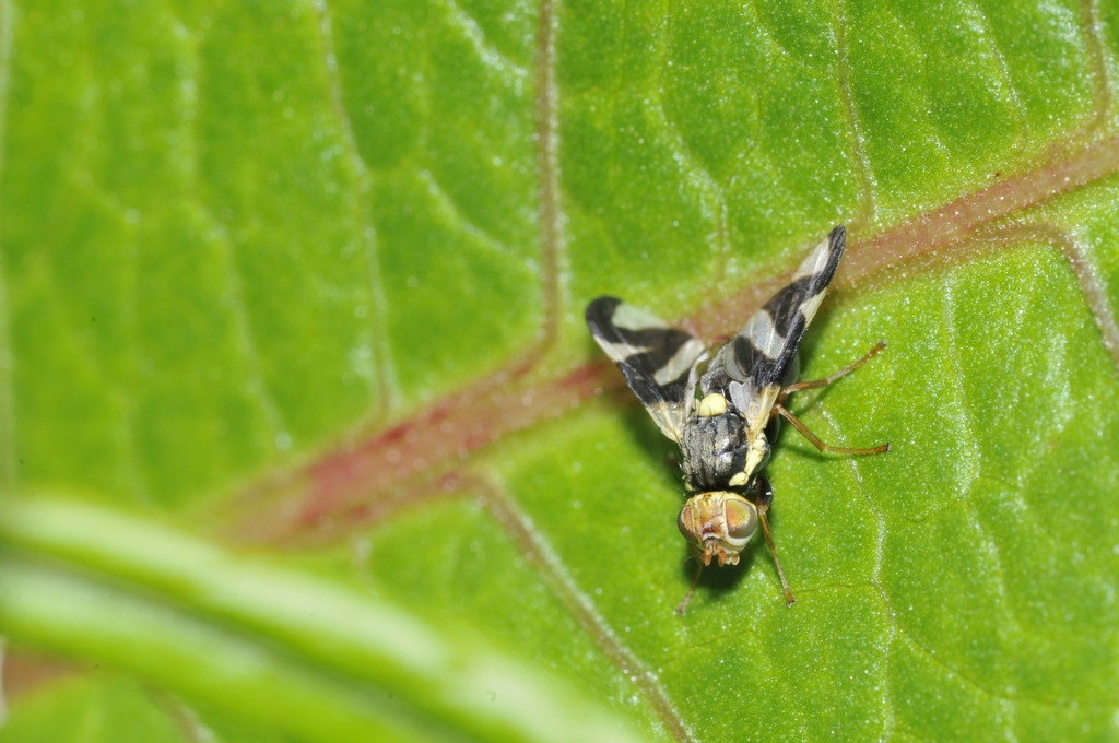 Thistle Stem Gall Fly in June 2025 by Neil Thompson · iNaturalist