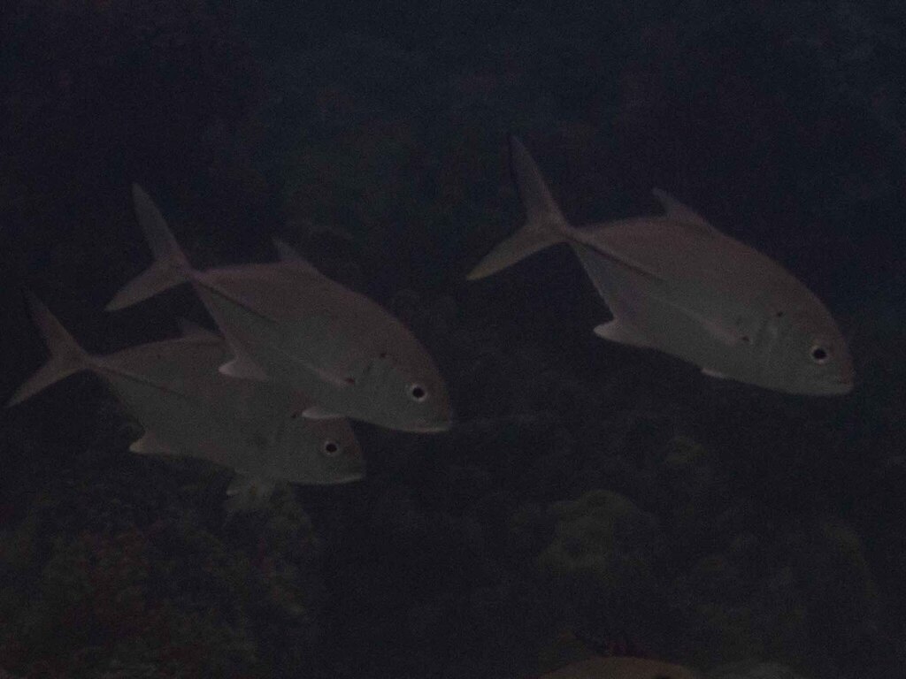 Bigeye Trevally