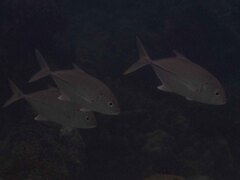 Bigeye Trevally