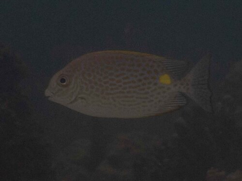 Siganus guttatus