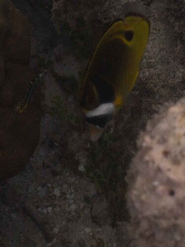 Chaetodon lunula